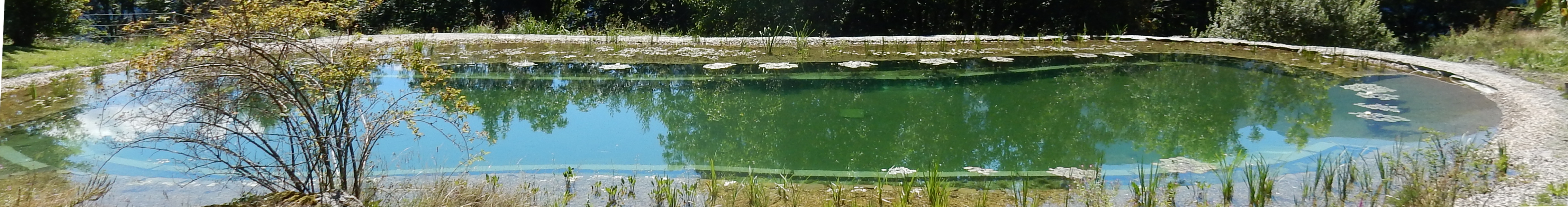 Schwimmteich